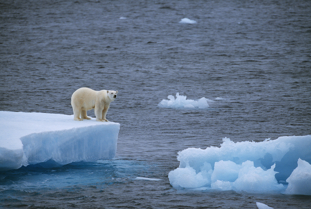 L’ours polaire et la forêt vierge – Atelier pour enfants sur le changement climatique