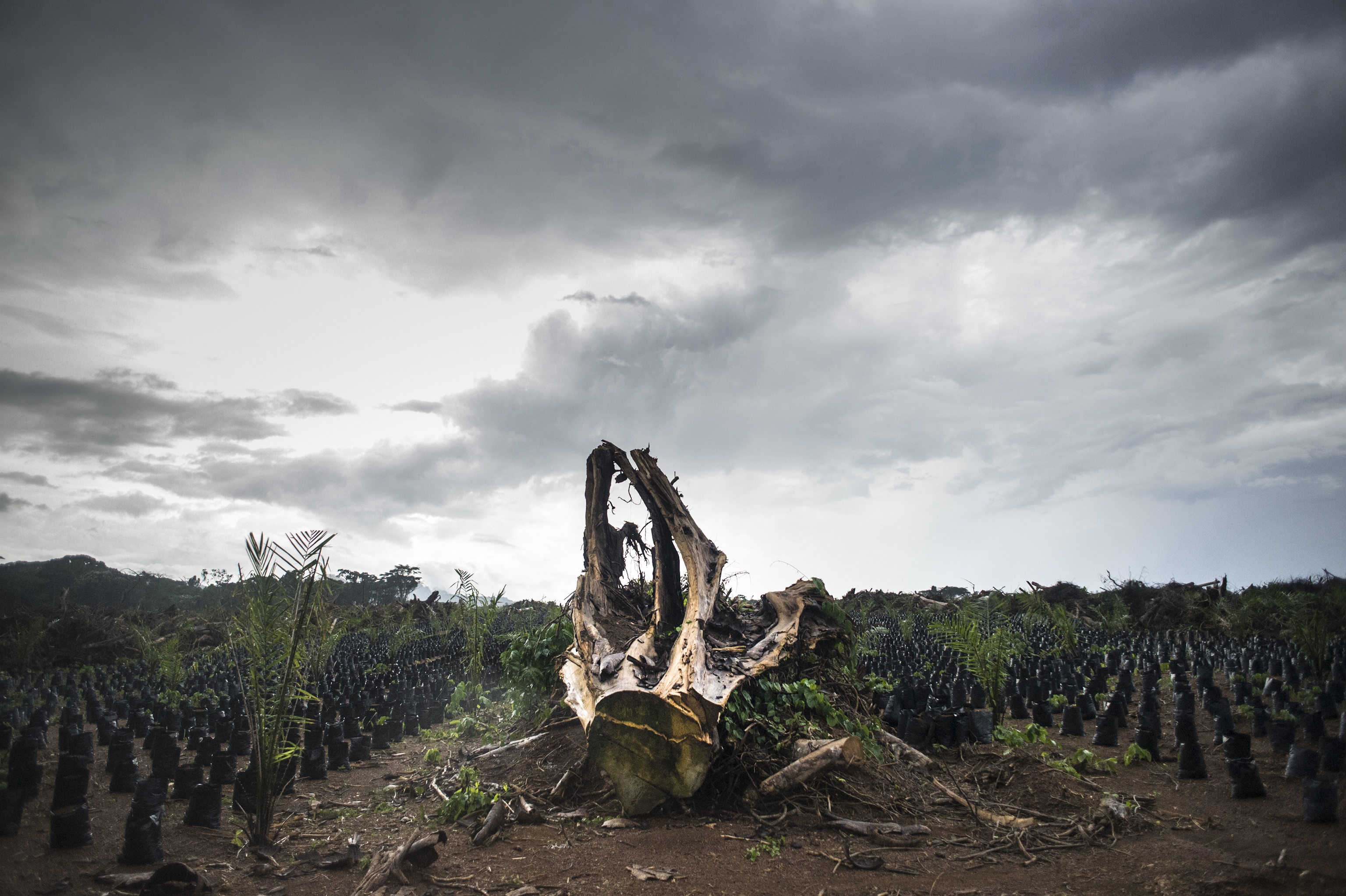 « Le sol dérobé – l’atteinte portée à la forêt et à la terre amazoniennes » – une exposition au titre révélateur
