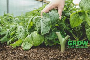 Groussen Interessi fir Projet GROW