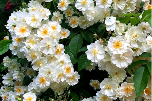 Plantes offerts par la Ville de Differdange – Embellissons notre ville !